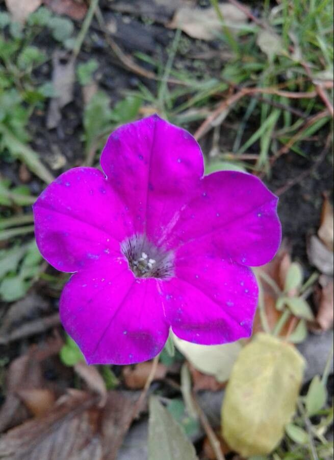 Ipomoea capillacea flower