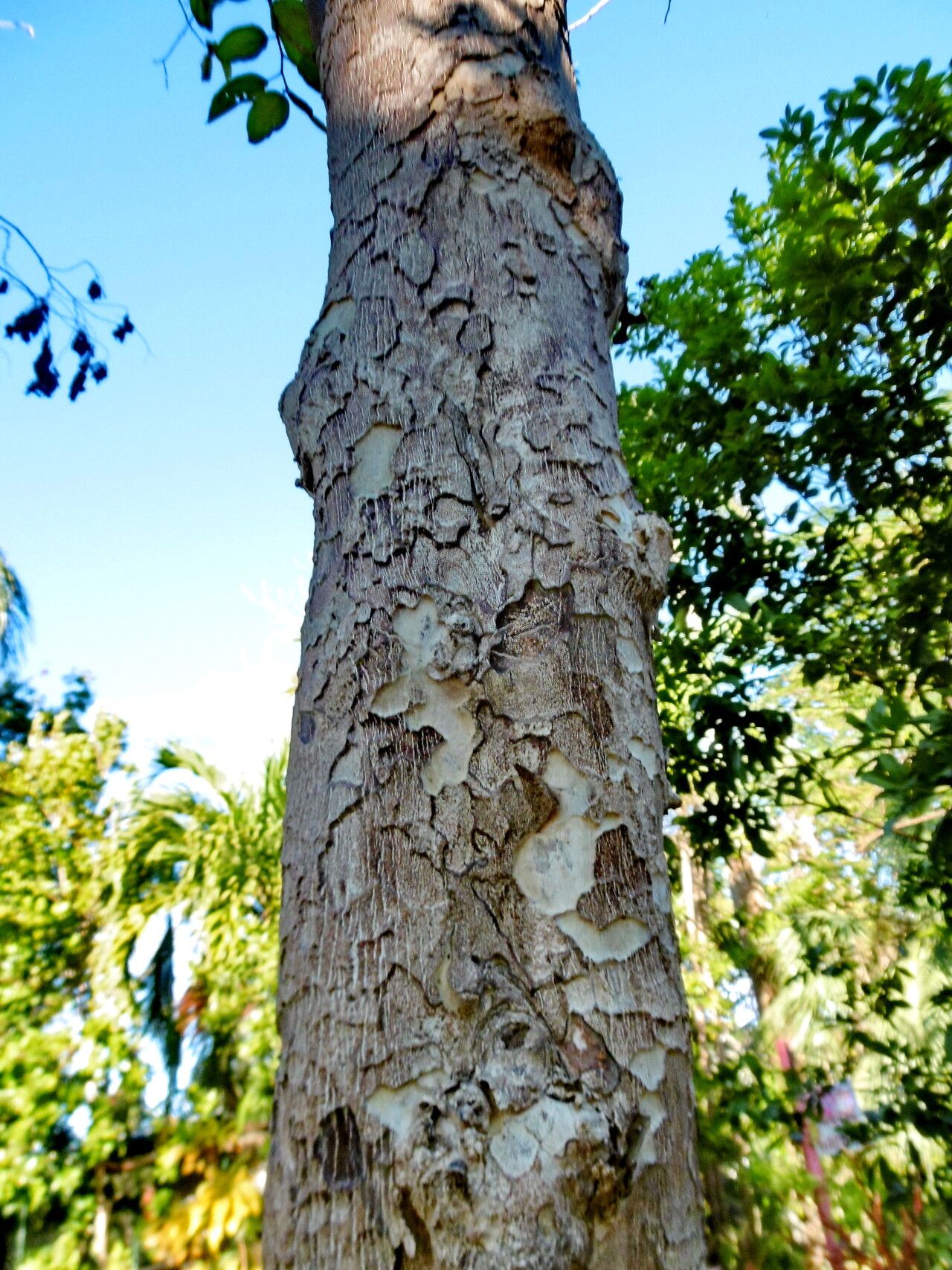 Colubrina arborescens bark