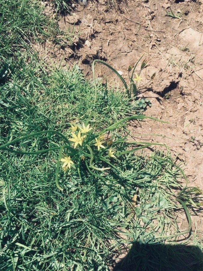 Gagea fibrosa — search result for 'Gagea'