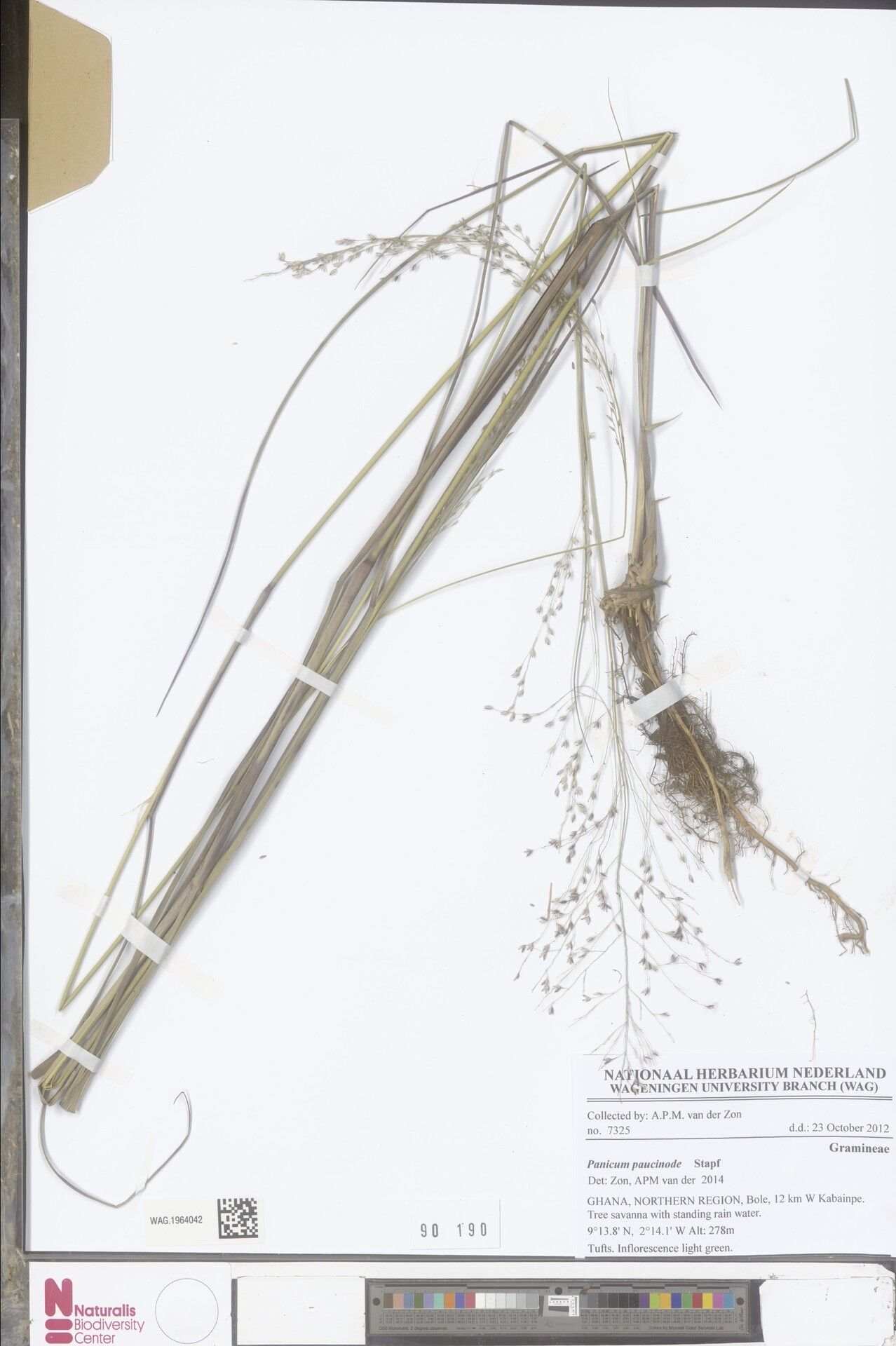 Panicum paucinode — houseplant care guide