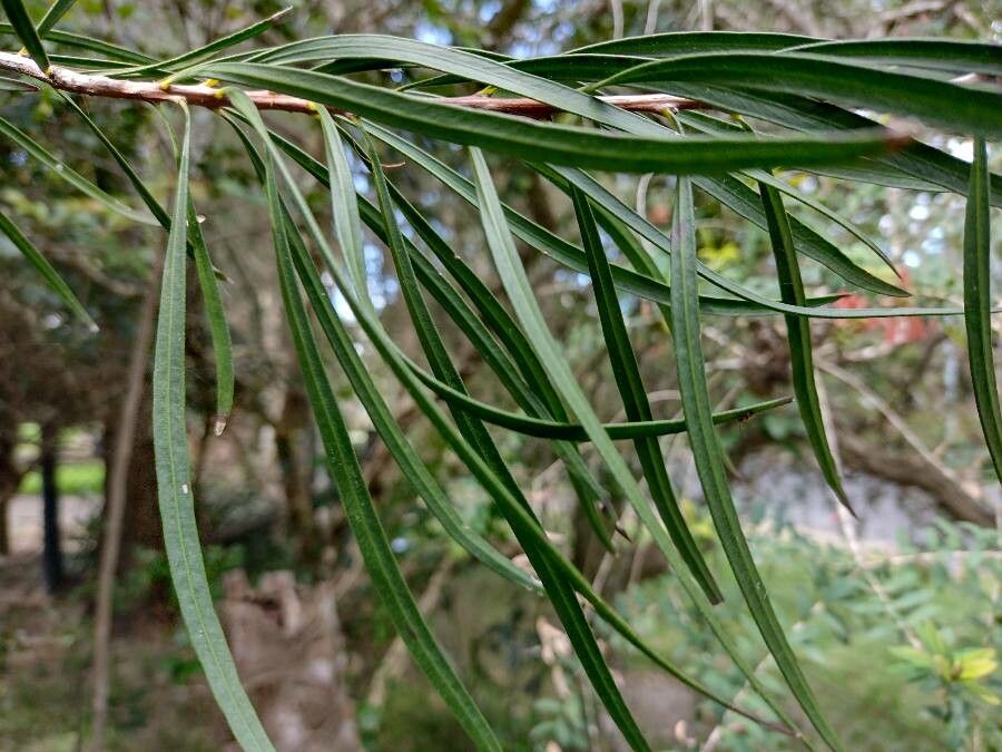Callistemon linearifolius — houseplant care guide