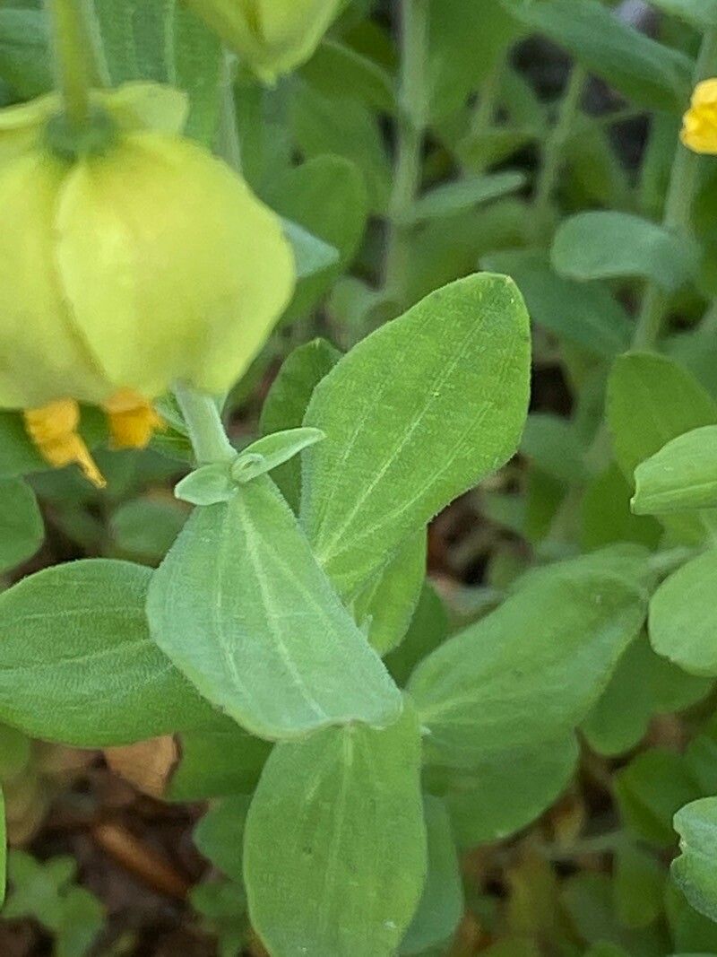 Hypericum cerastoides leaf