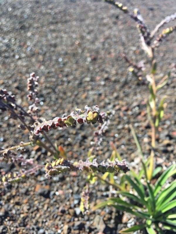 Cynoglossum borbonicum fruit