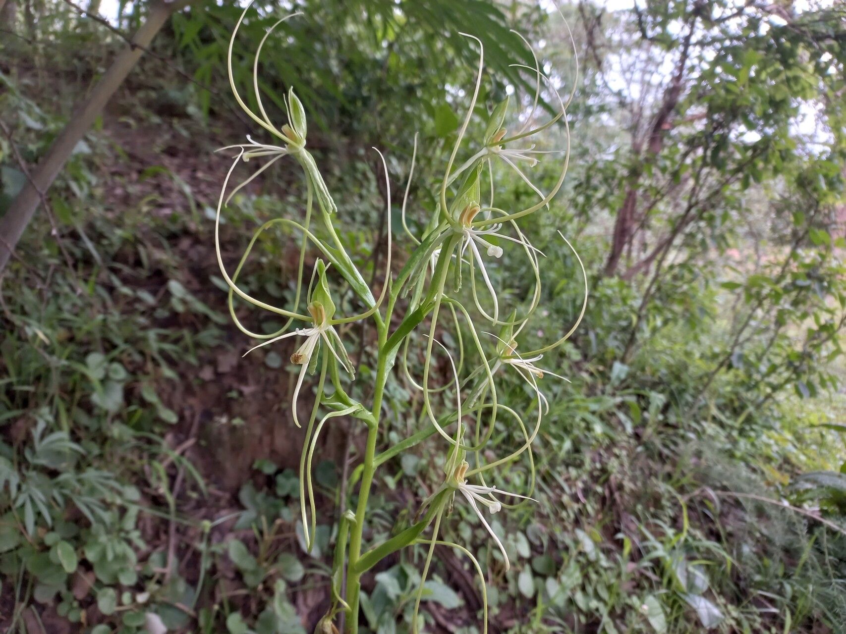 Habenaria cirrhata flower