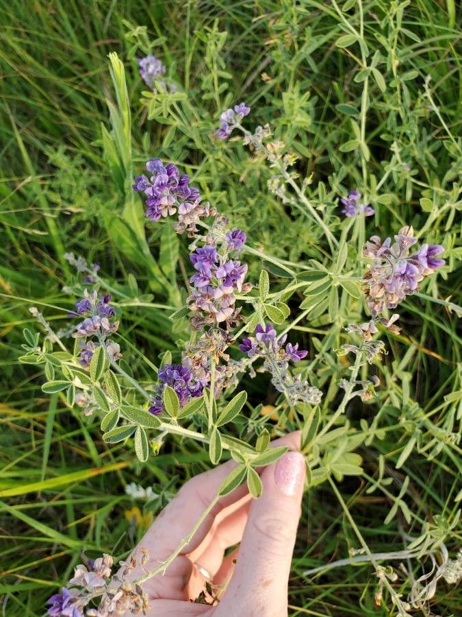 Lupinus hillii flower