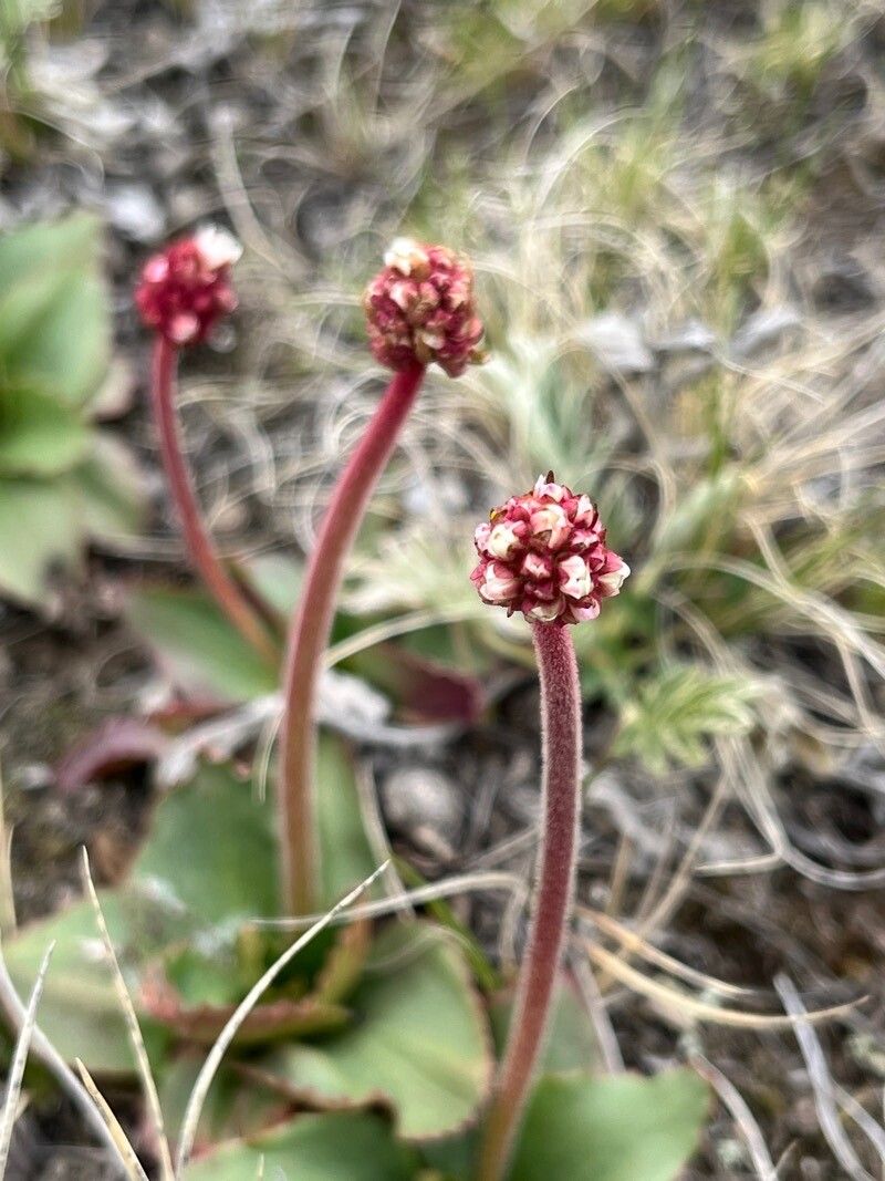 Micranthes rhomboidea flower
