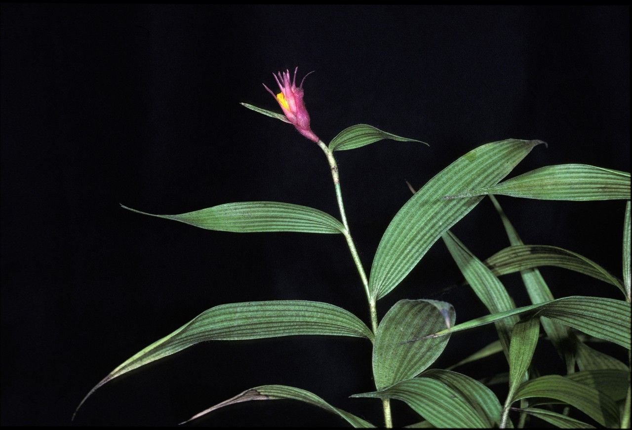 Elleanthus caravata — related species from the same genus