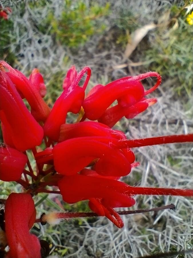 Grevillea wilsonii — search result for 'Fuchsia'