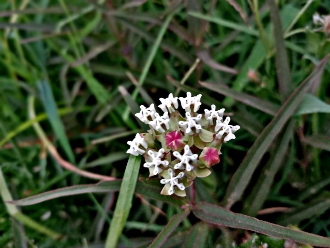 Asclepias woodsoniana — search result for 'Asclepias'