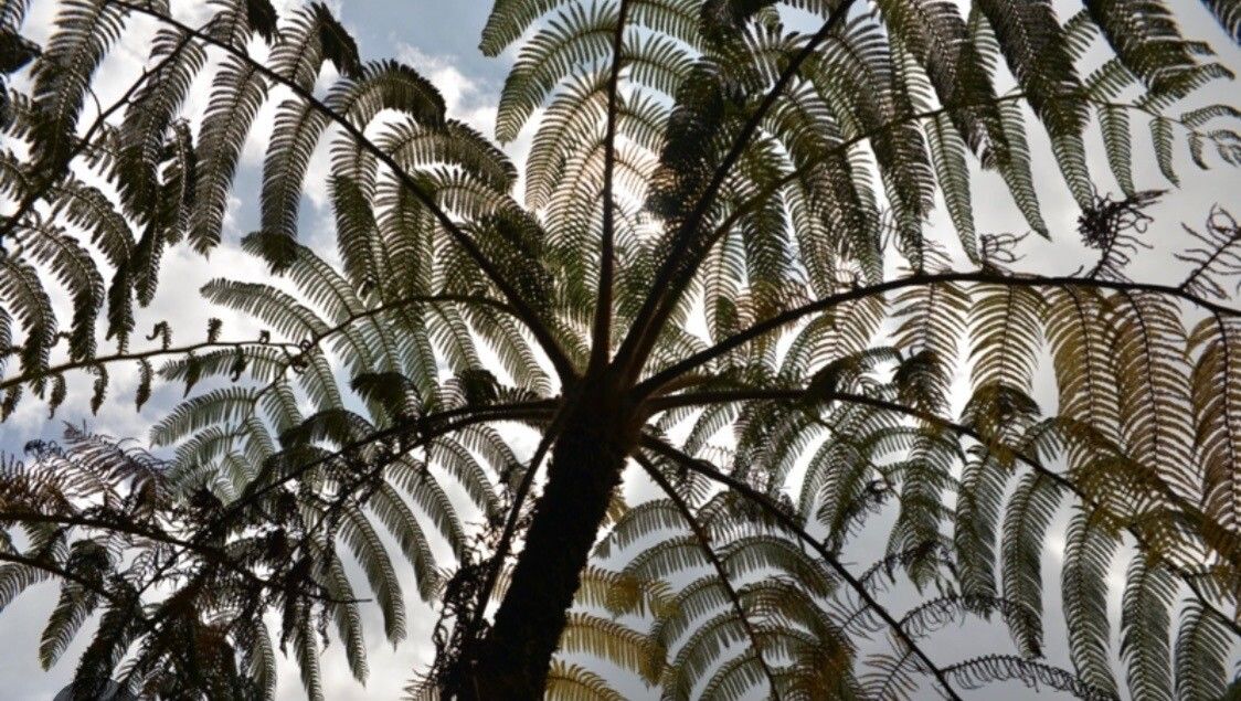 Cyathea borbonica — houseplant care guide