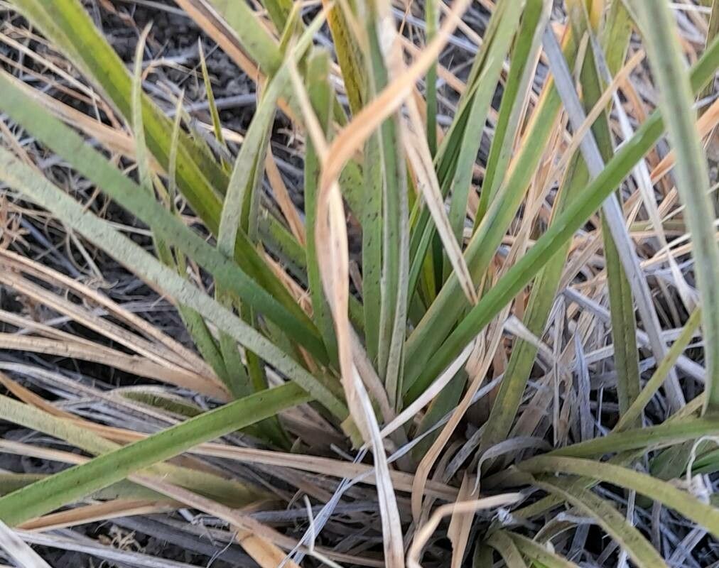 Carex firmicaulis — houseplant care guide