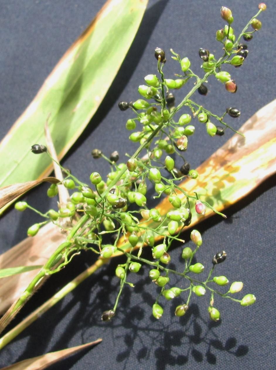 Lasiacis nigra other