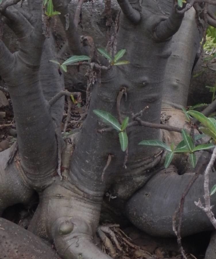 Adenium multiflorum bark