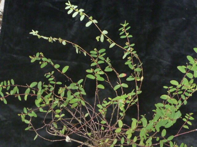 Euphorbia parviflora habit
