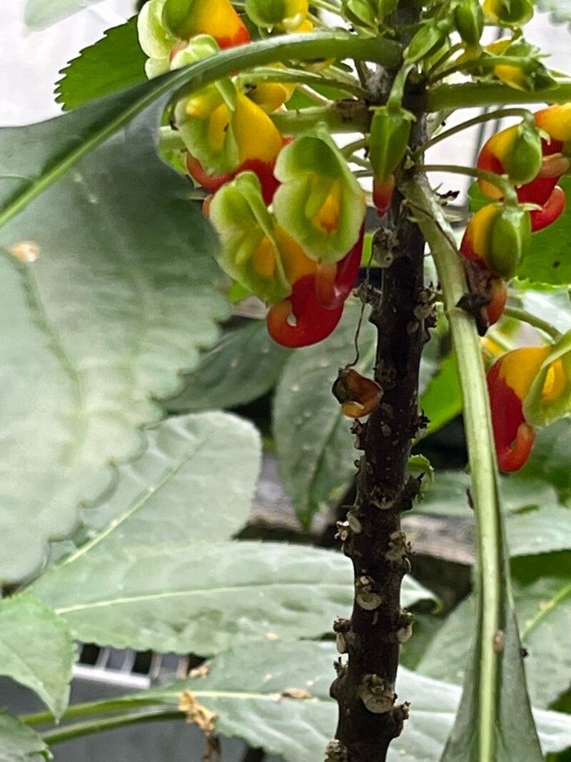 Impatiens niamniamensis fruit