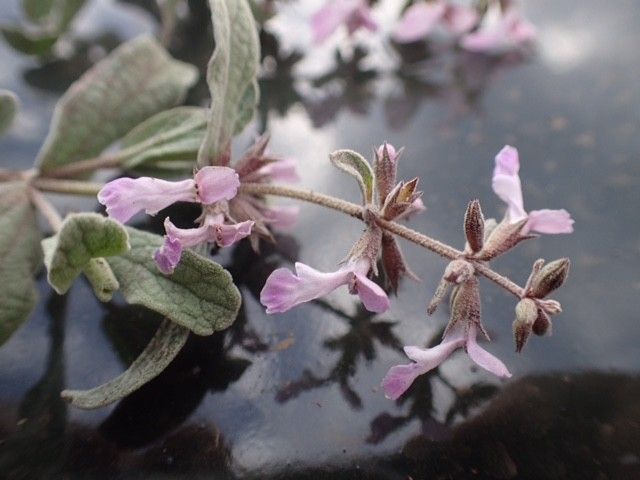 Stachys argillicola flower