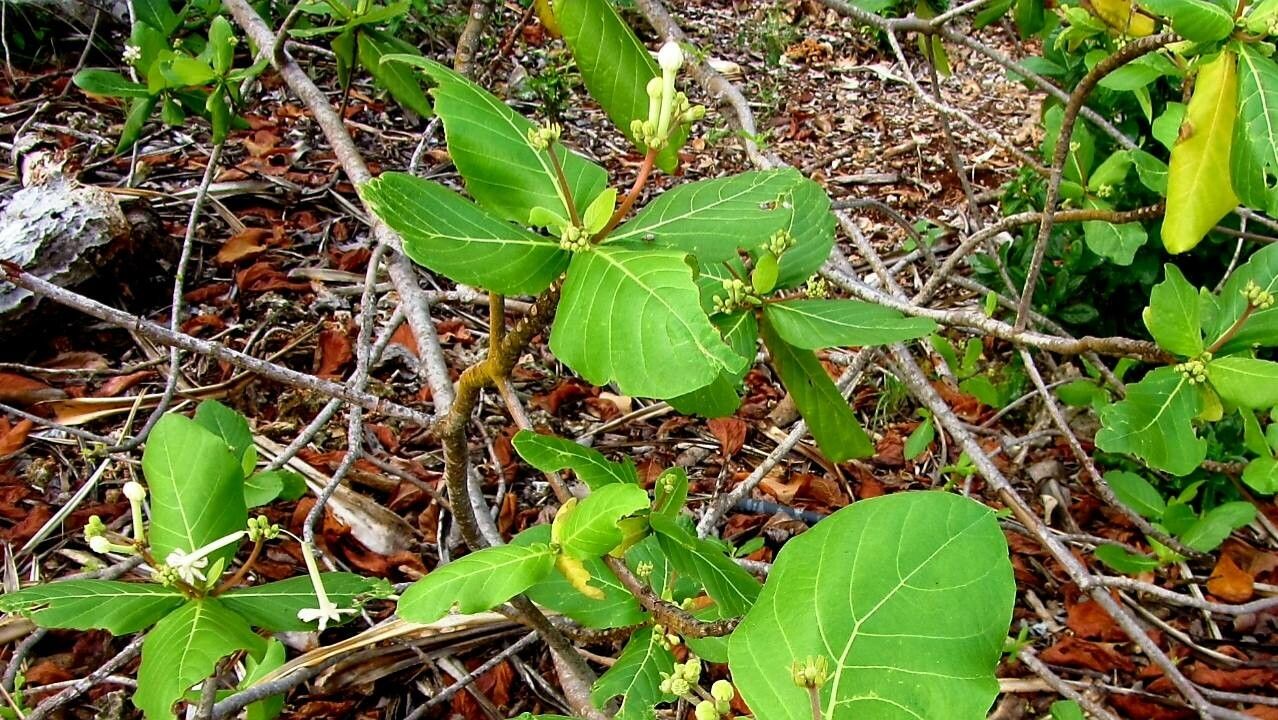 Guettarda speciosa flower