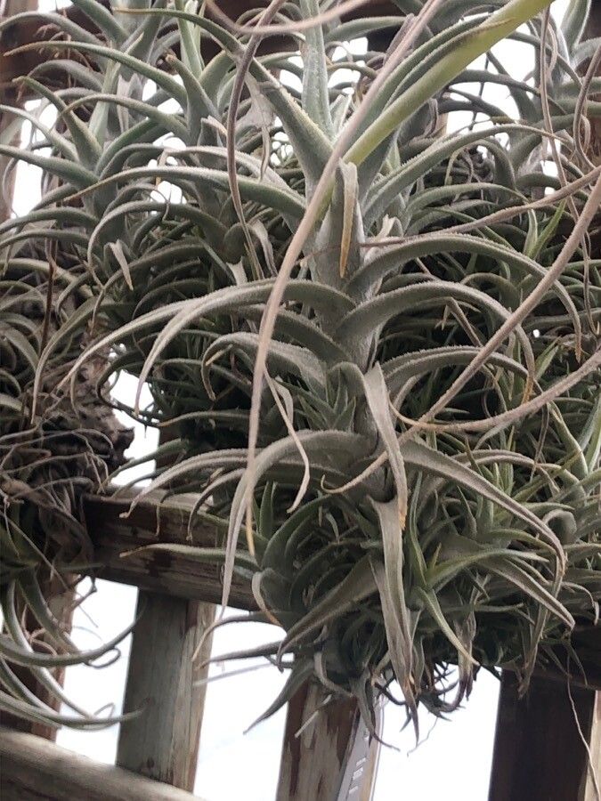 Tillandsia muhriae — houseplant care guide