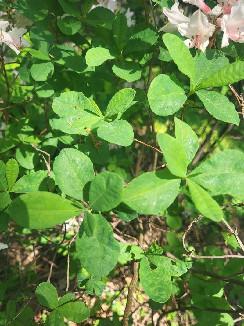 Rhododendron atlanticum — search result for 'Azalea'