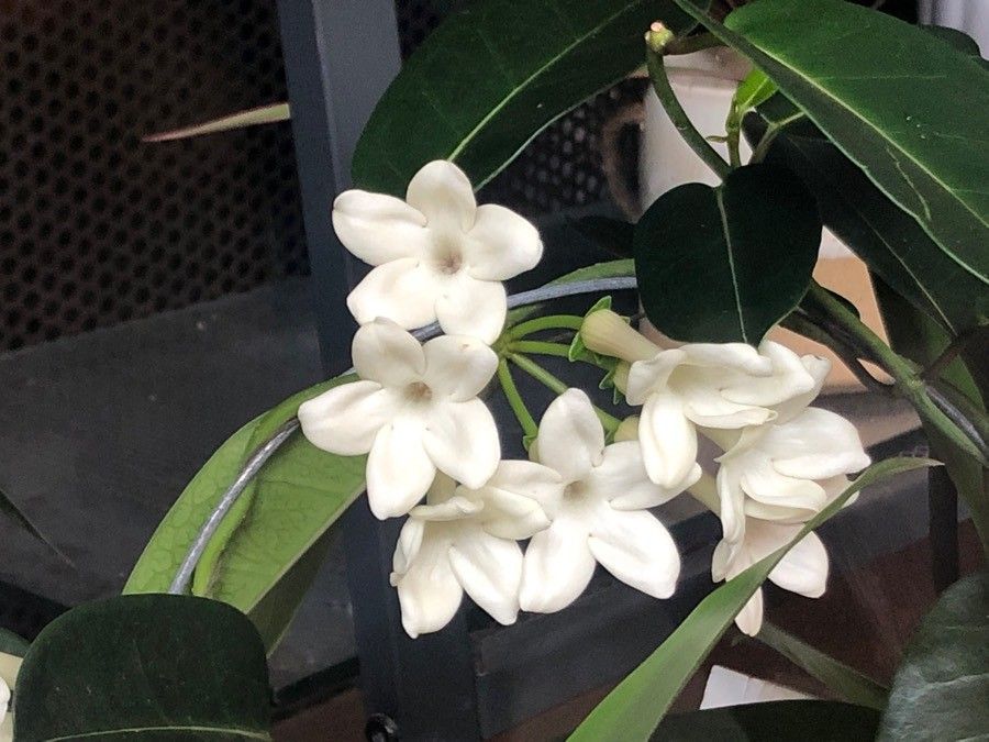 Stephanotis floribunda flower