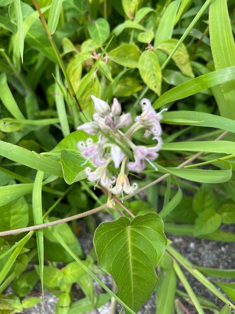 Cynanchum rostellatum flower