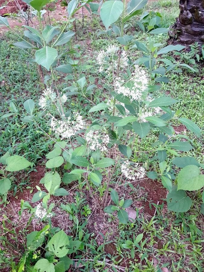 Pavetta indica habit