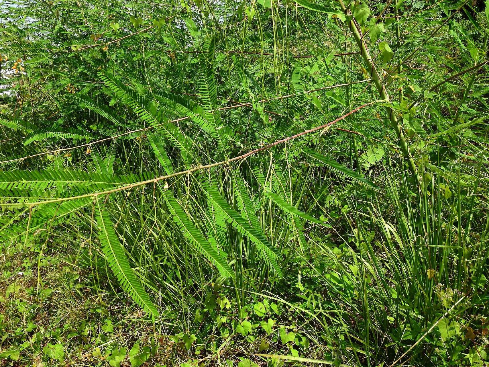 Sesbania exasperata leaf