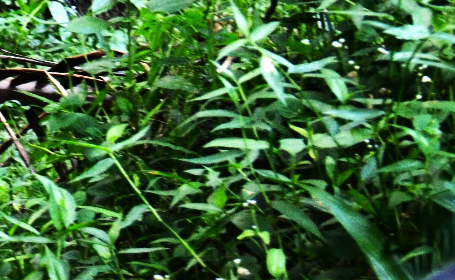 Persicaria barbata habit