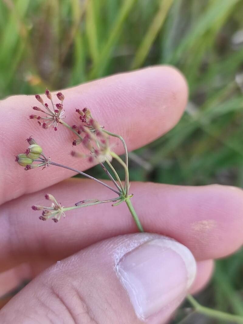 Carum verticillatum fruit