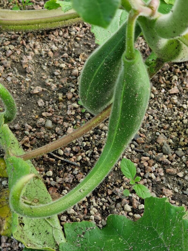 Proboscidea parviflora fruit
