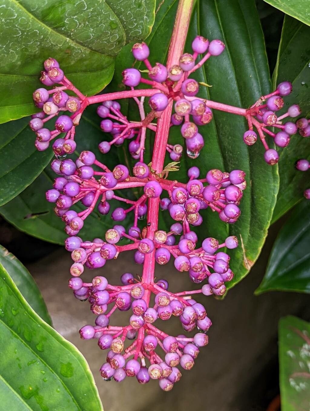 Medinilla speciosa fruit