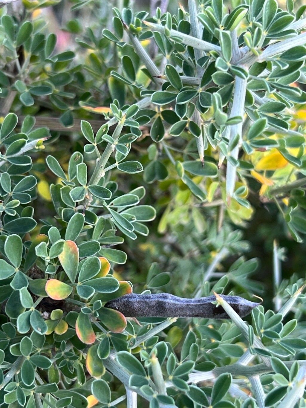 Cytisus intermedius fruit