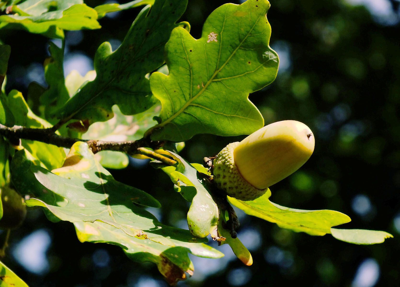 Quercus × rosacea fruit