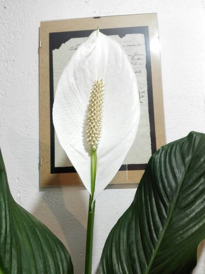 Spathiphyllum cochlearispathum flower