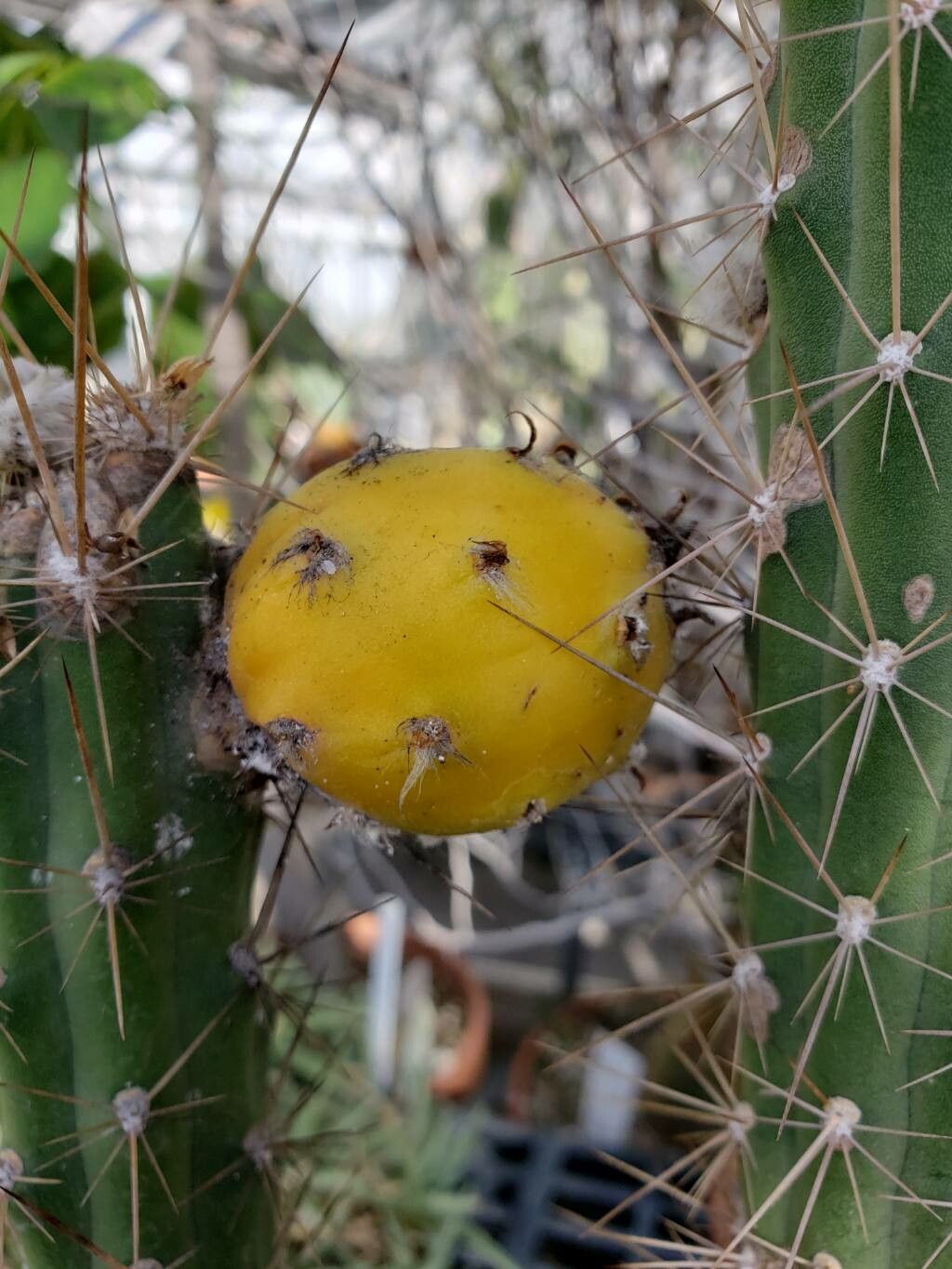 Harrisia taetra fruit