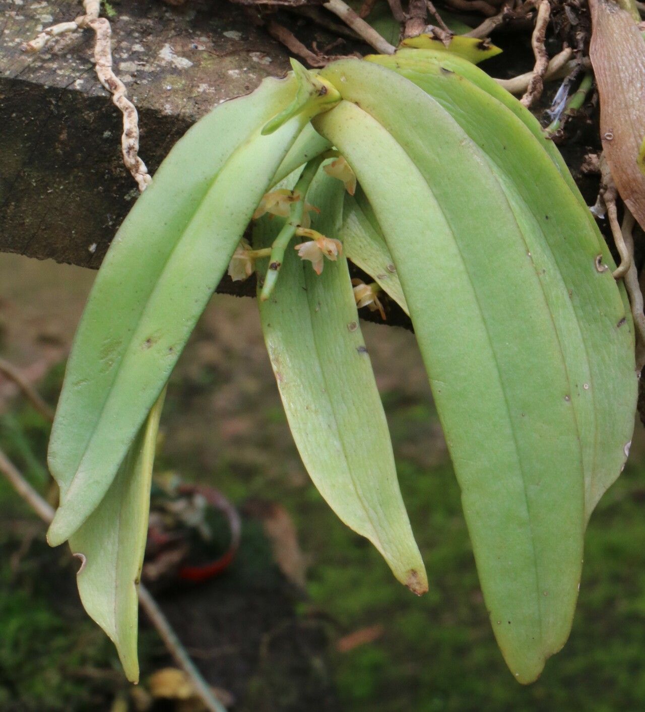 Diaphananthe divitiflora habit