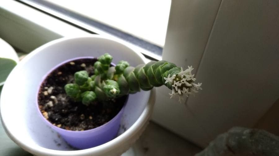 Crassula barklyi flower