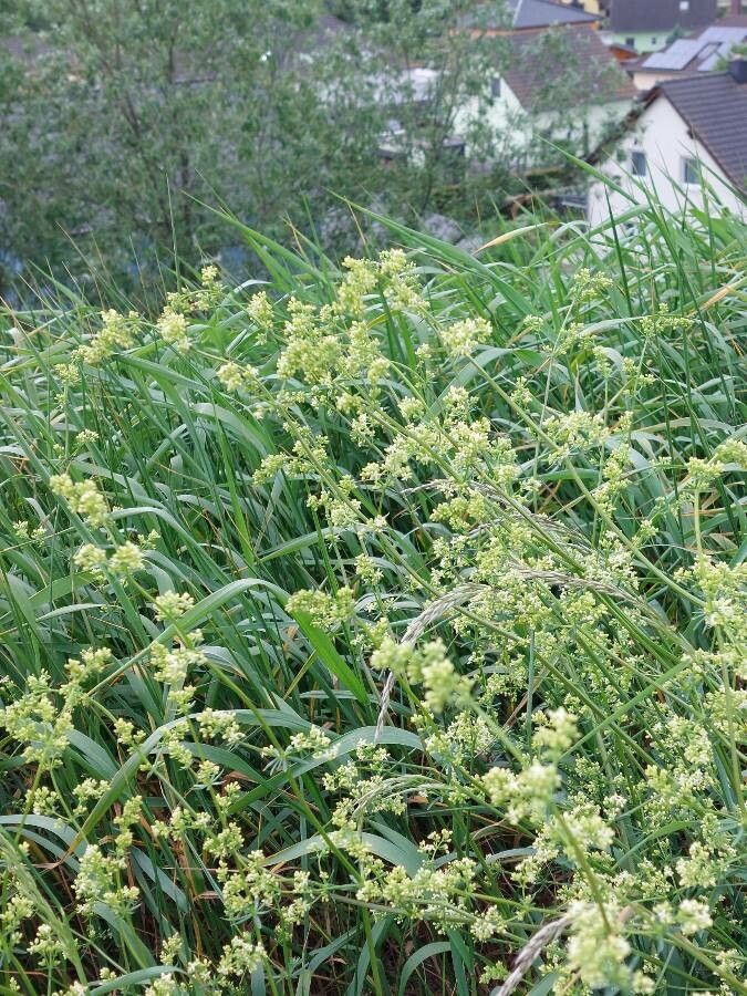 Galium × pomeranicum flower
