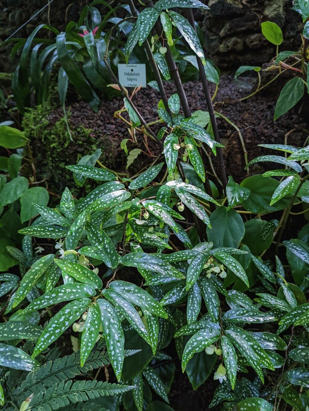 Begonia × albopicta habit