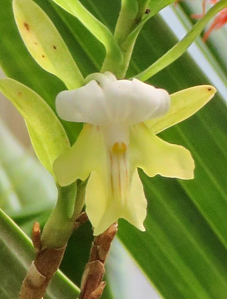 Dendrobium austrocaledonicum — houseplant care guide