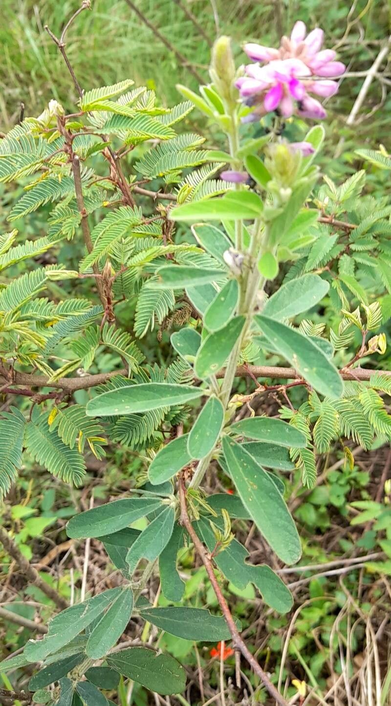 Desmodium cuneatum habit
