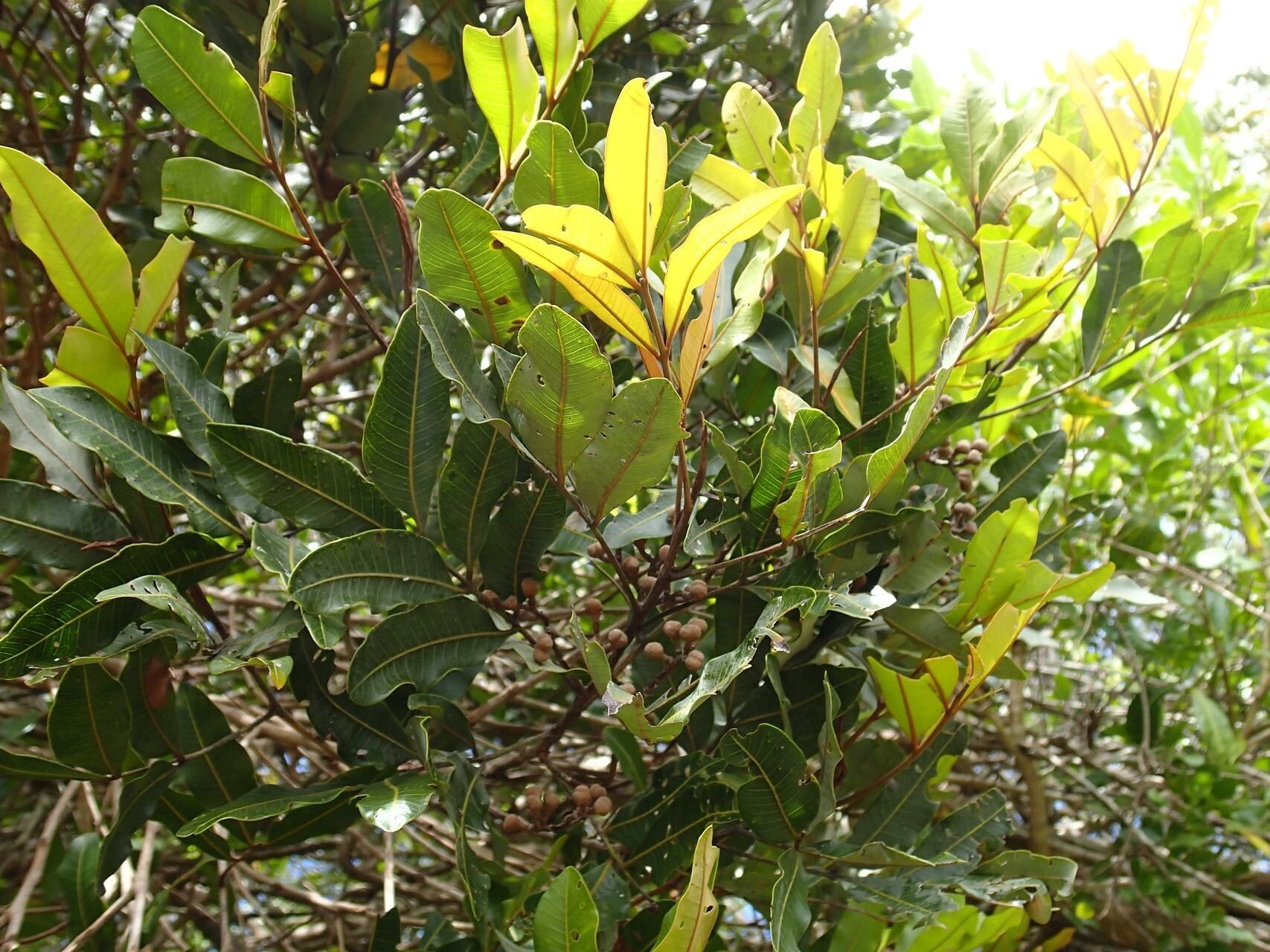 Podonephelium davidsonii habit