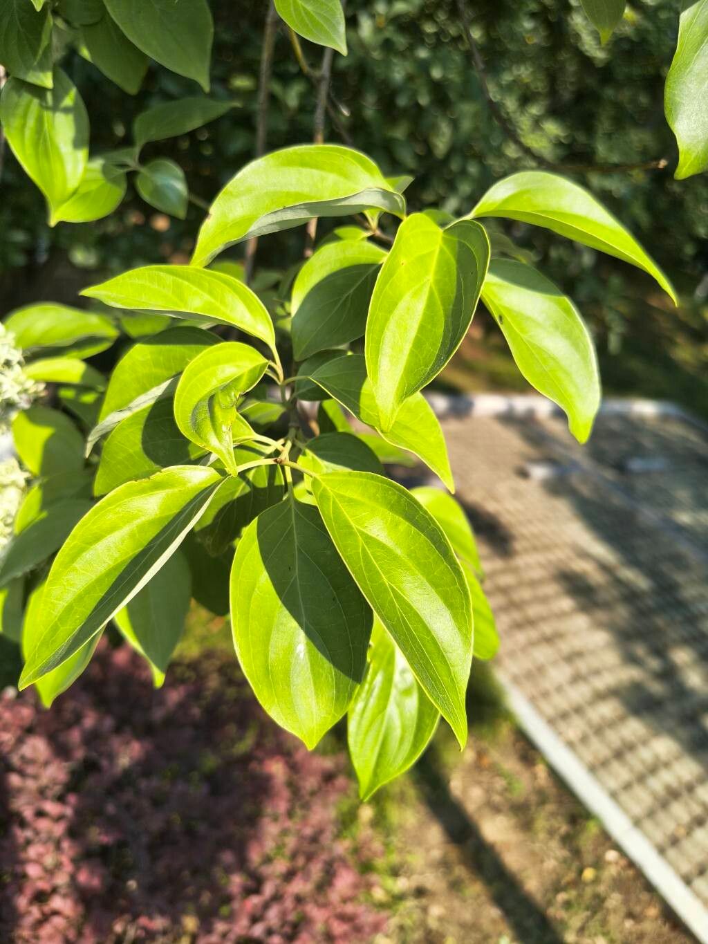 Cornus wilsoniana — houseplant care guide