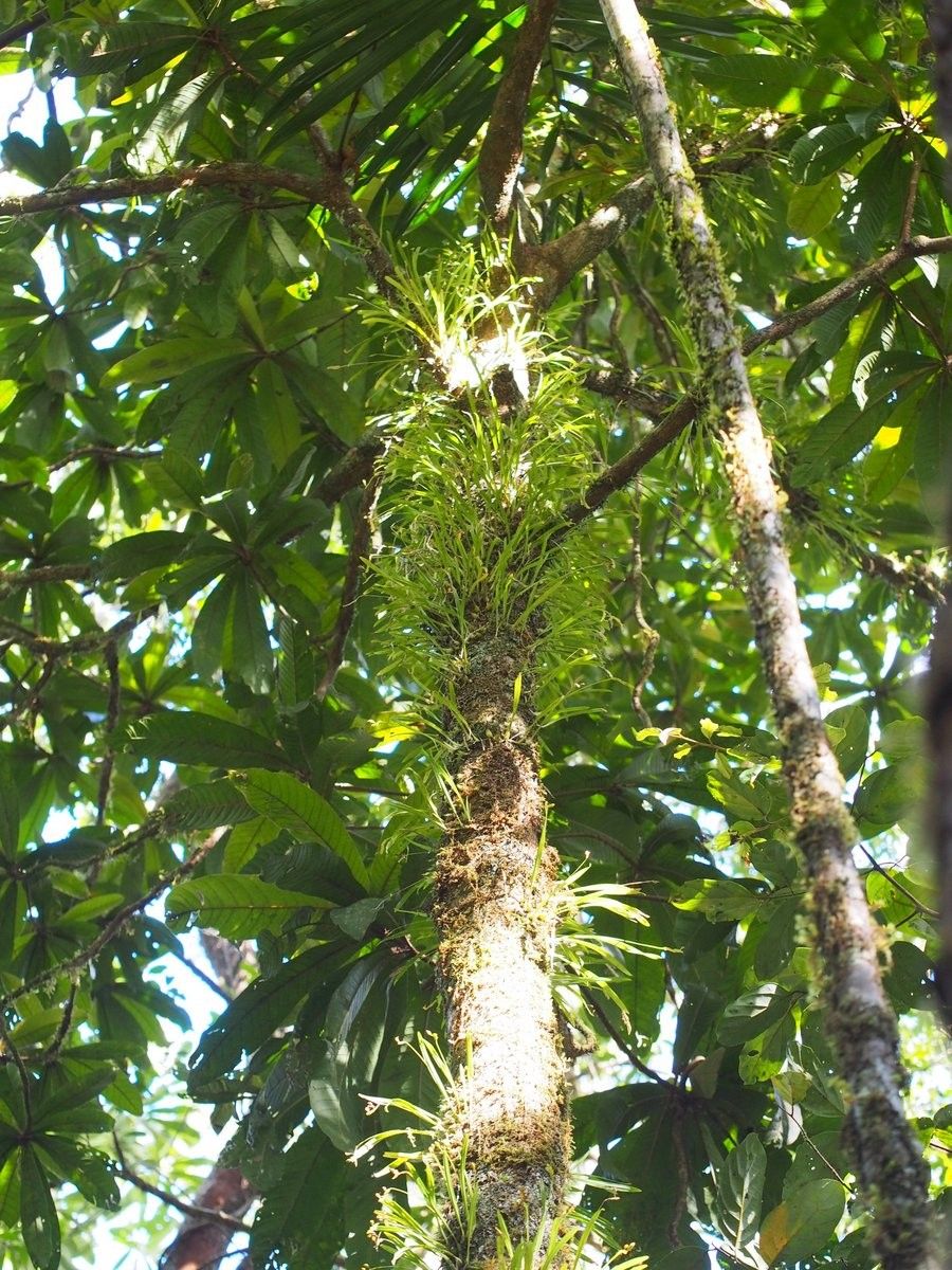 Liparis gibbosa habit