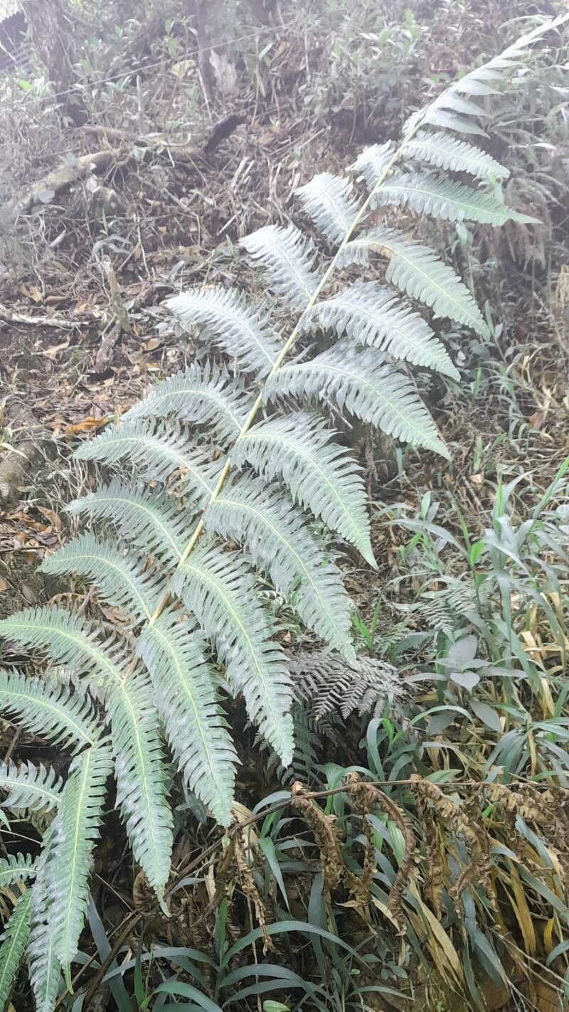 Cyathea horrida habit