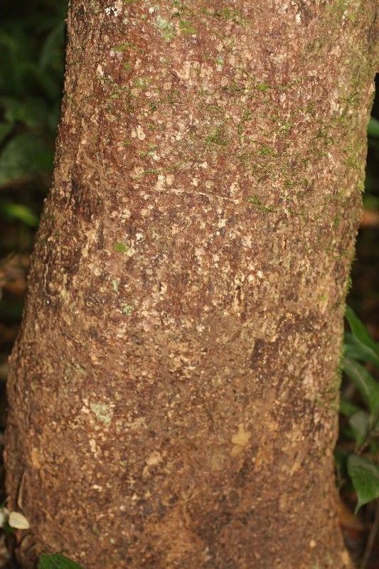 Eschweilera micrantha bark