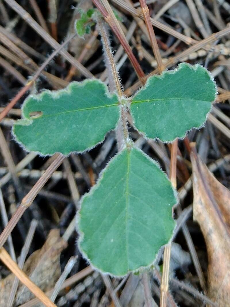 Kennedia prostrata leaf