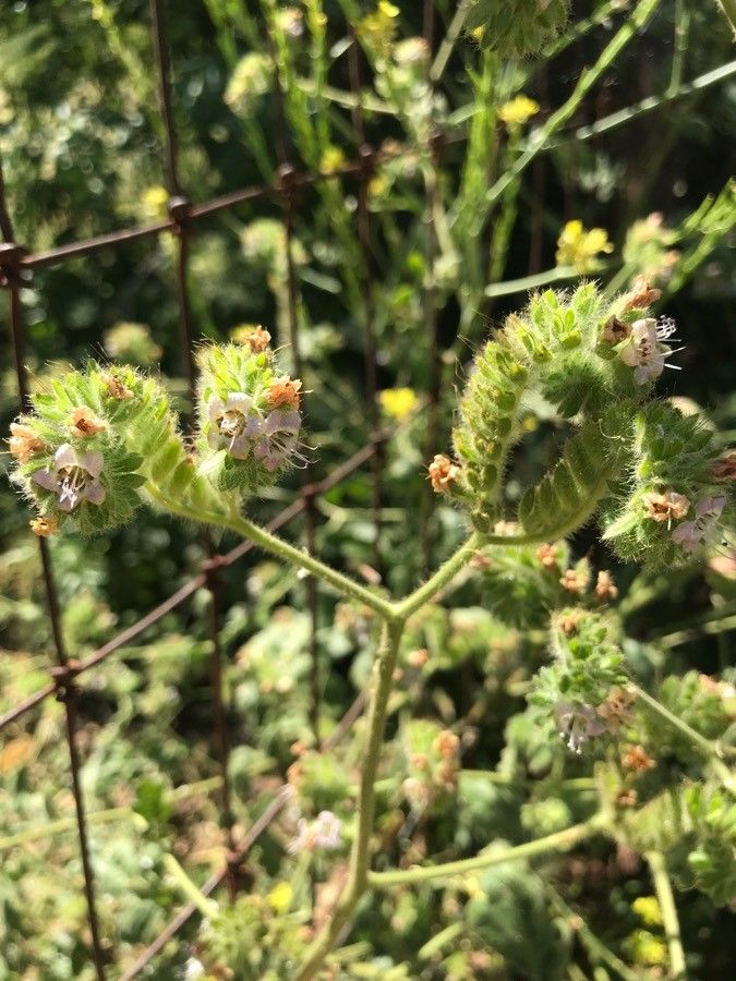 Phacelia ramosissima flower