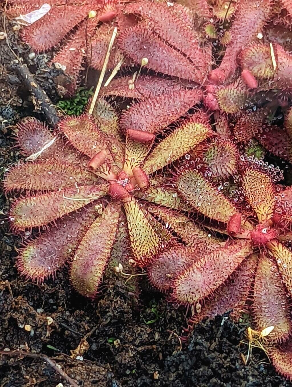 Drosera hamiltonii — houseplant care guide