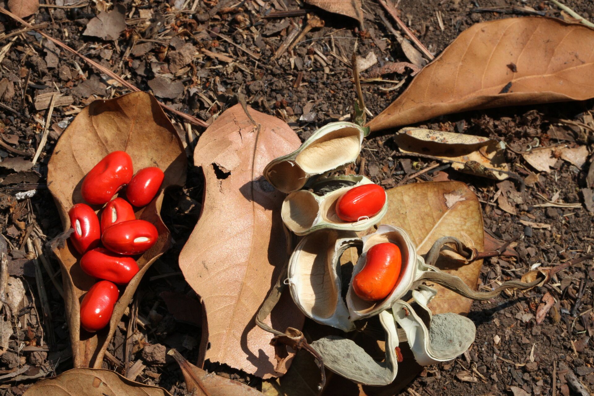 Erythrina excelsa fruit